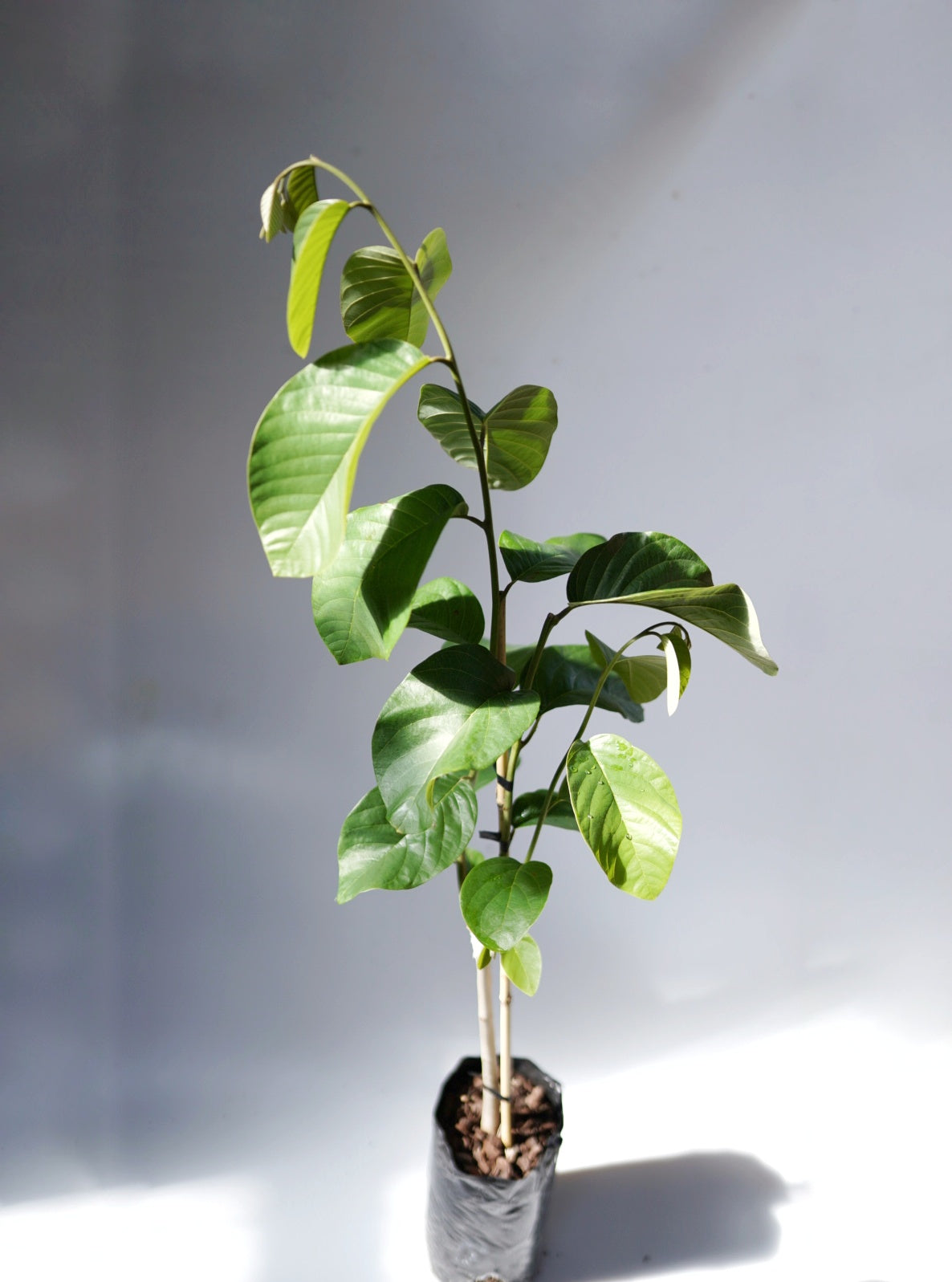 Cherimoya - Bronceada - Grafted - flyingdragonnursery