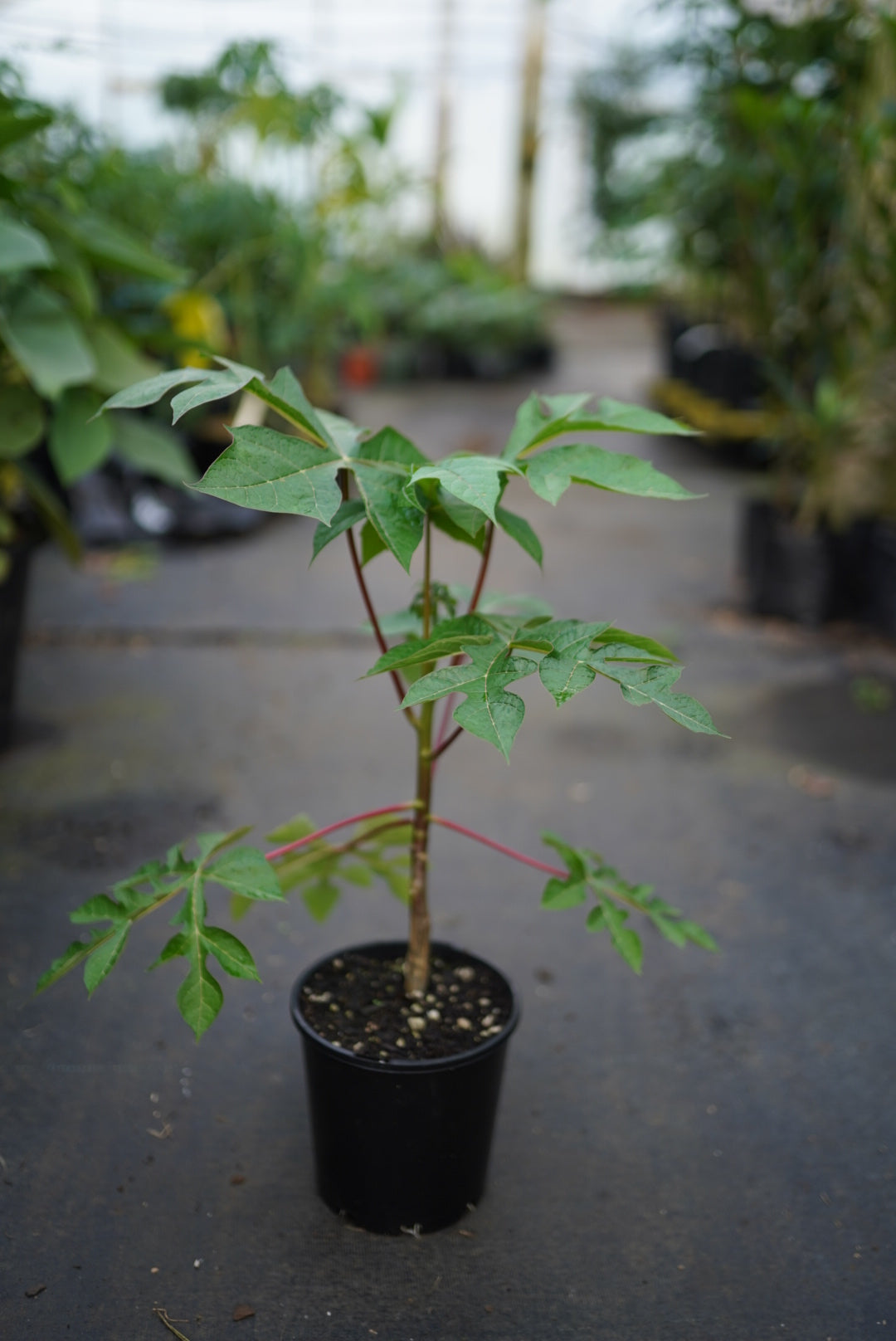 MOUNTAIN PawPaw - RED - flyingdragonnursery