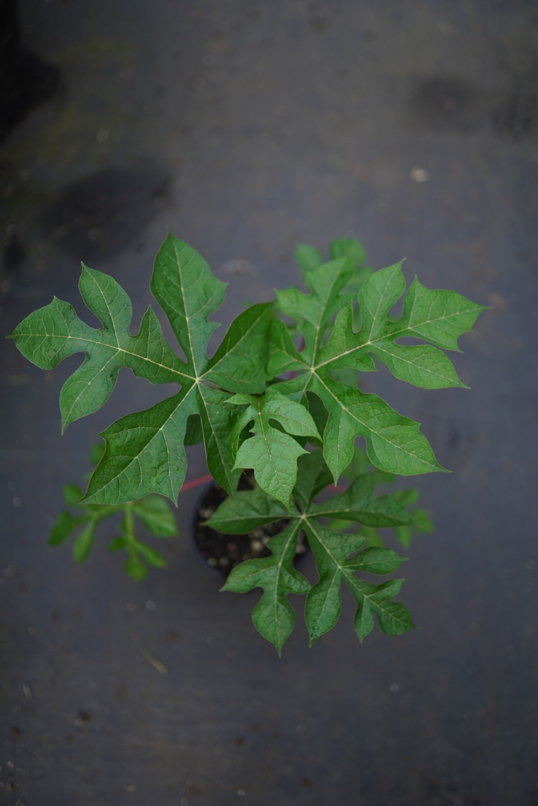 MOUNTAIN PawPaw - RED - flyingdragonnursery