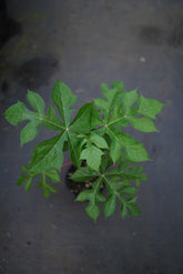 MOUNTAIN PawPaw - RED - flyingdragonnursery