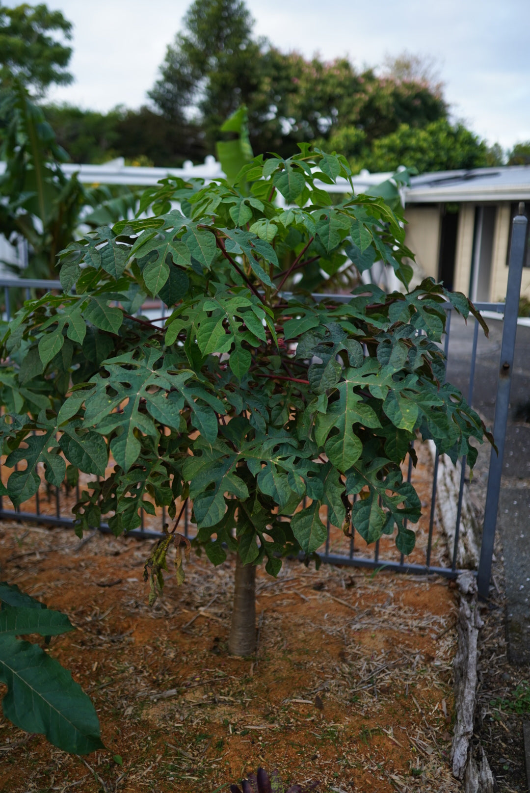 MOUNTAIN PawPaw - RED - flyingdragonnursery