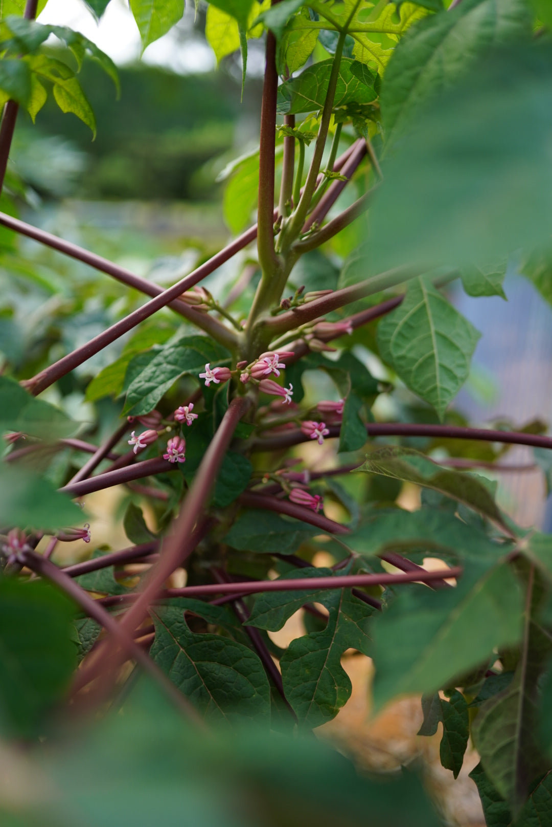 MOUNTAIN PawPaw - RED - flyingdragonnursery