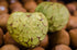 Cherimoya - Bronceada - Grafted - flyingdragonnursery