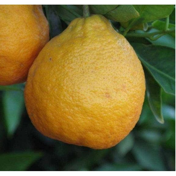 Tangor - Dweet – flyingdragonnursery