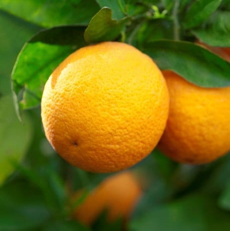 Orange - Harwood Late - flyingdragonnursery