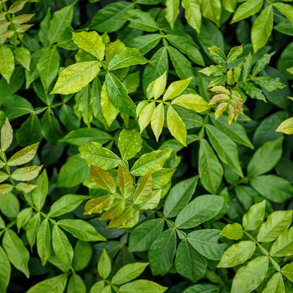 Ice-cream-bean (Inga edulis) - flyingdragonnursery