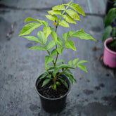 Ice-cream-bean (Inga edulis) - flyingdragonnursery