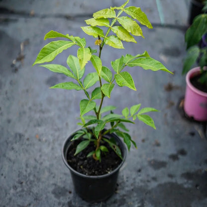 Ice-cream-bean (Inga edulis) - flyingdragonnursery