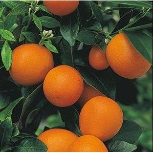 Orangequat - flyingdragonnursery