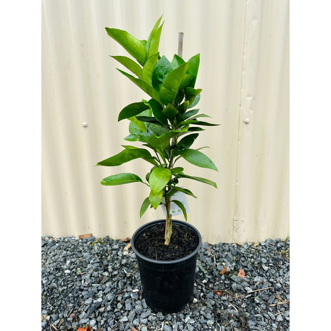 Mandarin - Clementine - flyingdragonnursery