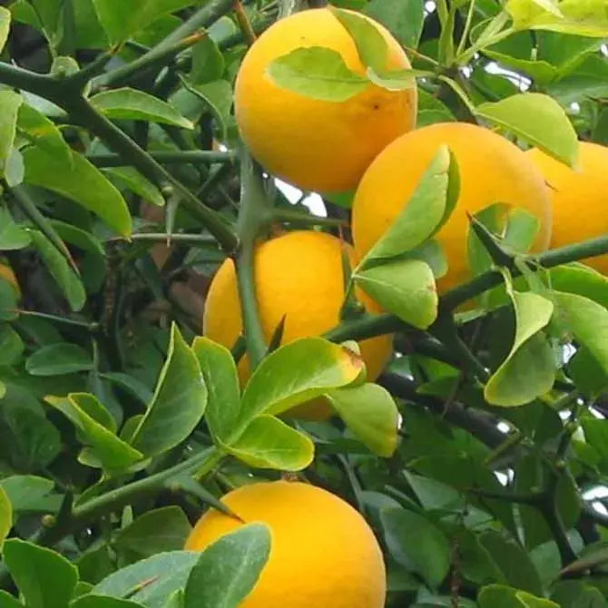 Rootstock - Trifoliata - flyingdragonnursery