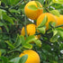 Rootstock - Trifoliata - flyingdragonnursery