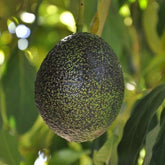 Avocado - Esther Semi Dwarf - flyingdragonnursery