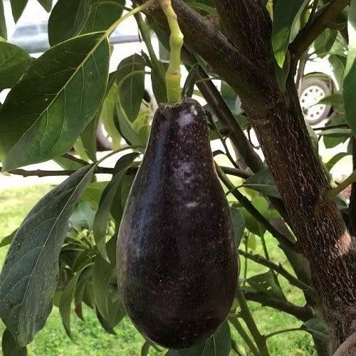 Avocado - Mexicola Grande - Cold hardy - flyingdragonnursery