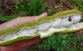 Ice-cream-bean (Inga edulis) - flyingdragonnursery