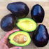 Avocado - Mexicola Grande - Cold hardy - flyingdragonnursery