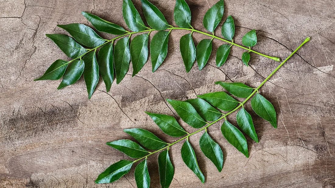 Curry Leaf - flyingdragonnursery
