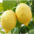 Lemon - Villa Franka - Cold hardy variety - flyingdragonnursery